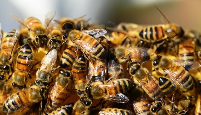 ABD’de arı alarmı… Kamyon devrildi, 250 milyonu serbest kaldı! Yetkililerden ‘bölgeye girmeyin’ uyarısı