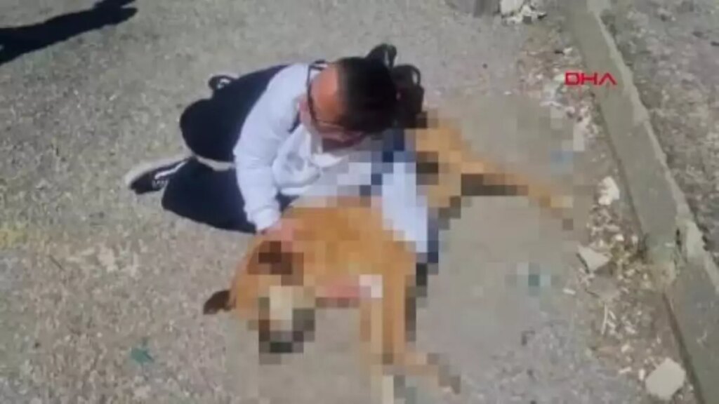 Hayvanseverlerden, belediye önünde ‘ölü köpek’ ile eylem