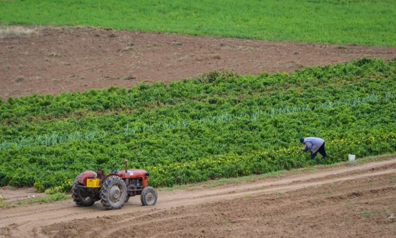 Hükümet: “Çiftçilere 9 milyar denardan fazla ödeme yapıldı”
