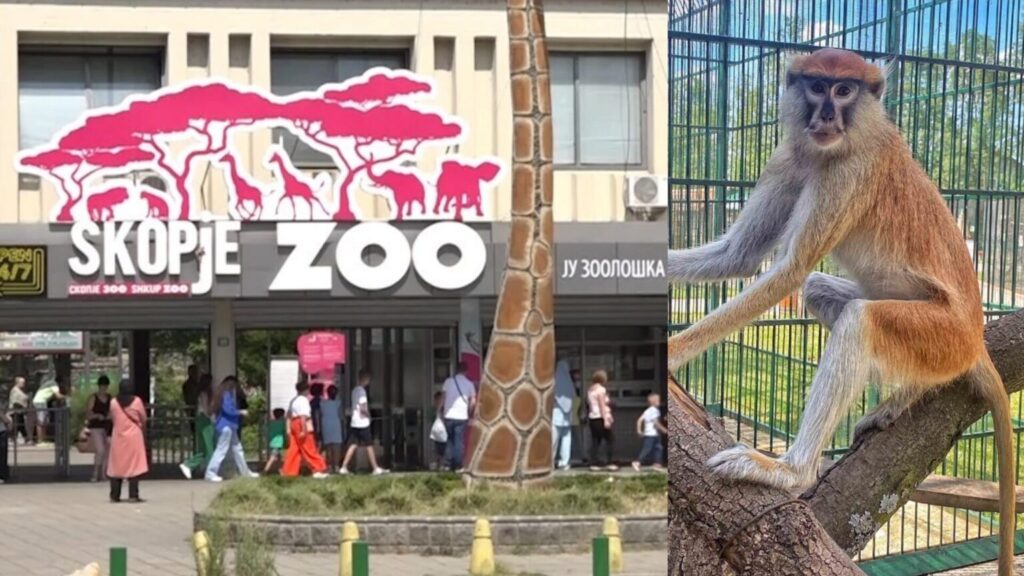 Üsküp Hayvanat Bahçesi: Ölen dişi Siamang türüne ait maymun üzerinde otopsi yapıldı, hamile olduğu bilgisi doğru değil