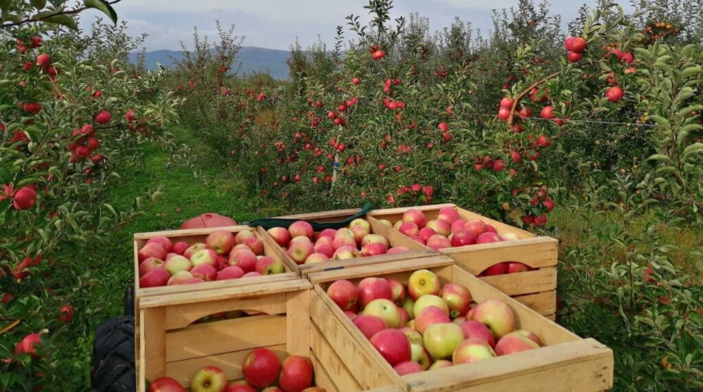Elmalar için 99 milyon 743 bin 746 denar ödeme yapıldı