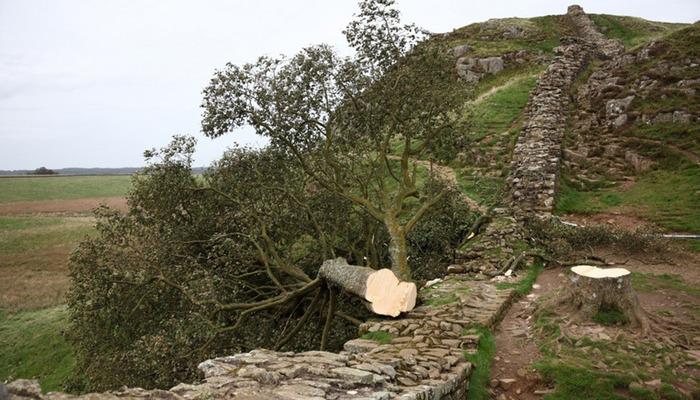 200 yaşındaki ağacı kesen iki kişiye 4 yıldan fazla hapis cezası verildi