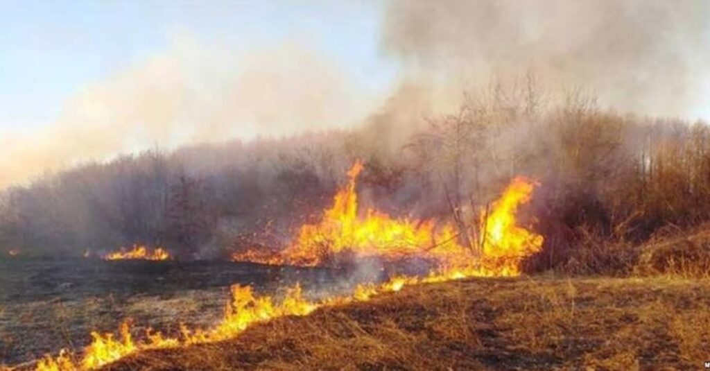 Sırbistan’daki orman yangınlarında 1 kişi öldü, 14 kişi yaralandı