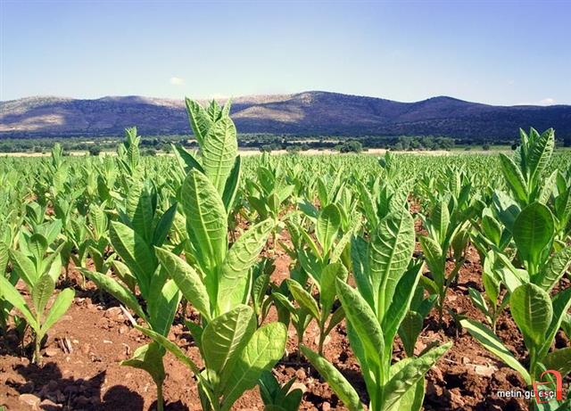Tütün üreticileri bu yıl iyi fiyat bekliyor