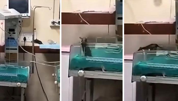 Hastanede korkunç olay! Farelerin bastığı yenidoğan ünitesindeki iki bebek hayatını kaybetti