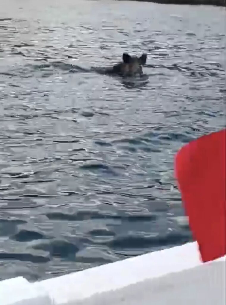 Kurucaşile’de Denizde Yüzen Yaban Domuzu Görüntülendi