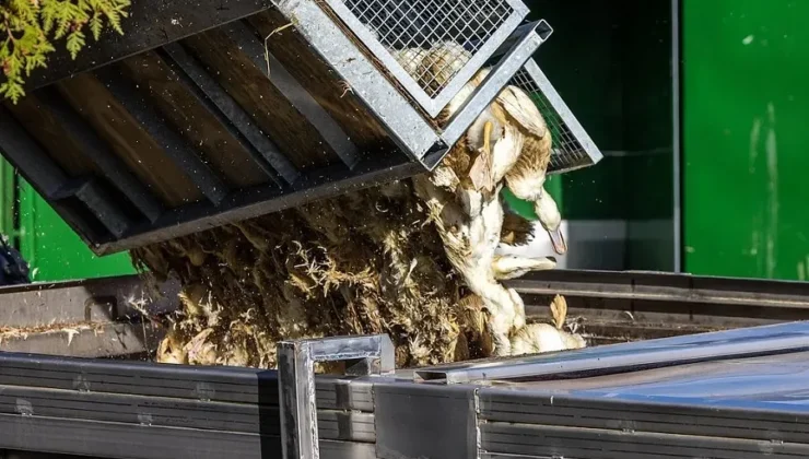 Kosova, Almanya’dan canlı kümes hayvanı ve ürünlerinin ithalatını durdurdu 