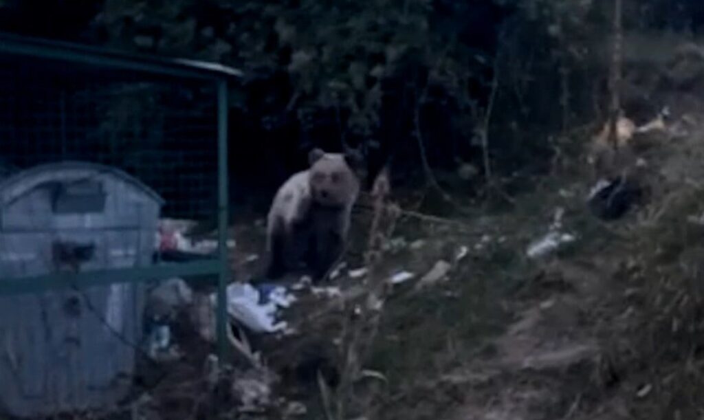 Mavrova bölgesinde ayılar yeniden köylere inmeye başladı