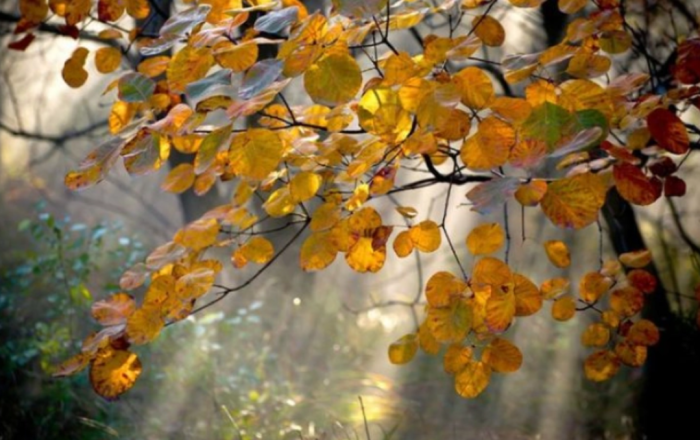 Makedonya’da Sabahın En Soğuk Noktası Lazaropole Oldu