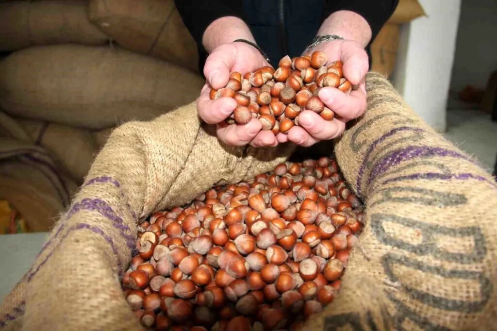 Giresun’da Fındık Fiyatları Haftayı 315 Liradan Kapadı