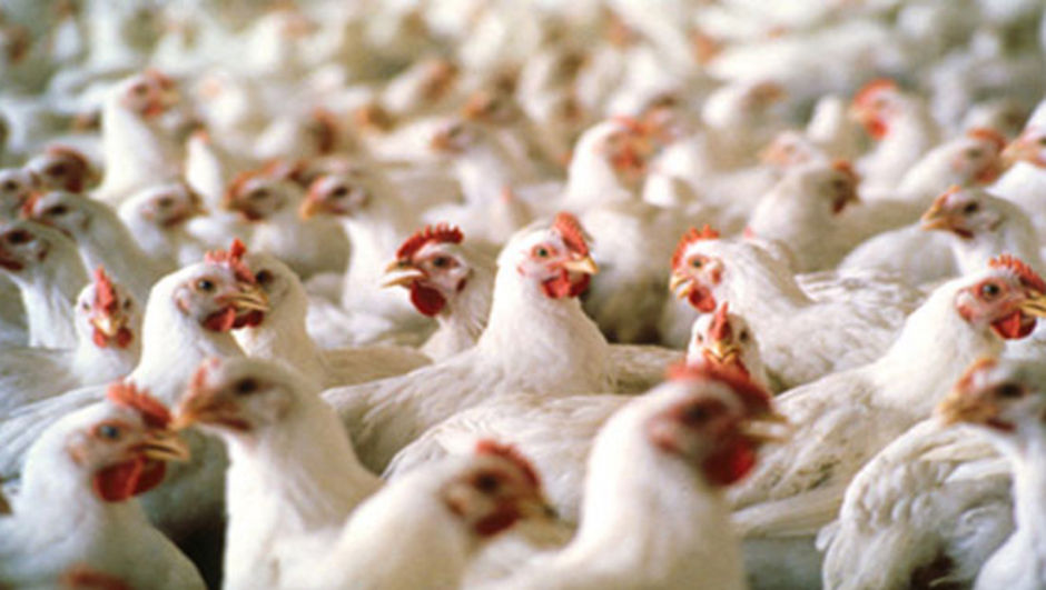 Bulgaristan’da kuş gribi riskinin arttığı uyarısı yapıldı