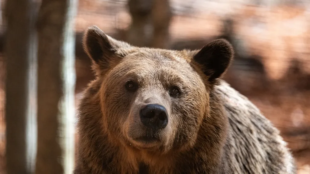 Yunanistan’da ayılar geri döndü, köylüler tedirgin
