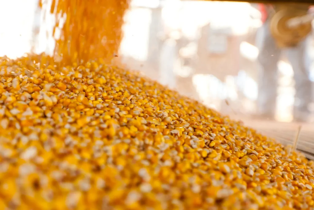 Arnavutluk’ta Sırbistan’dan ithal edilen 50 ton mısır gümrükte tutuluyor