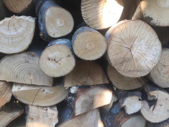 Devlet Ormanlarında Üretim Azaldı, Satışlar Yükseldi