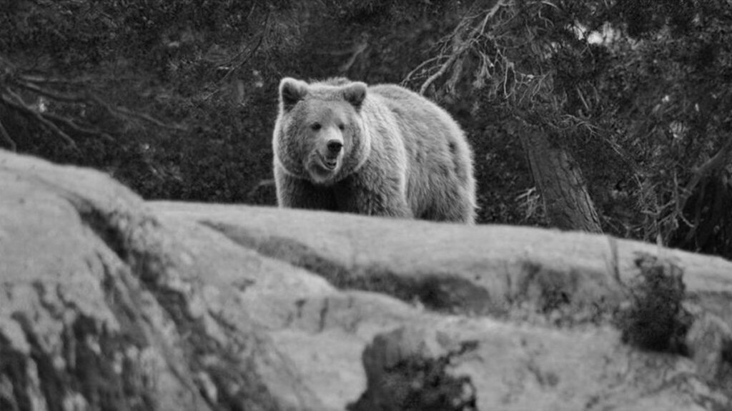 Japonya’da alışveriş merkezine giren ayı elektroşok tabancasıyla öldürüldü