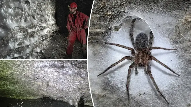 Arnavutluk-Yunanistan sınırında bir mağarada dünyanın en büyük örümcek ağı bulundu