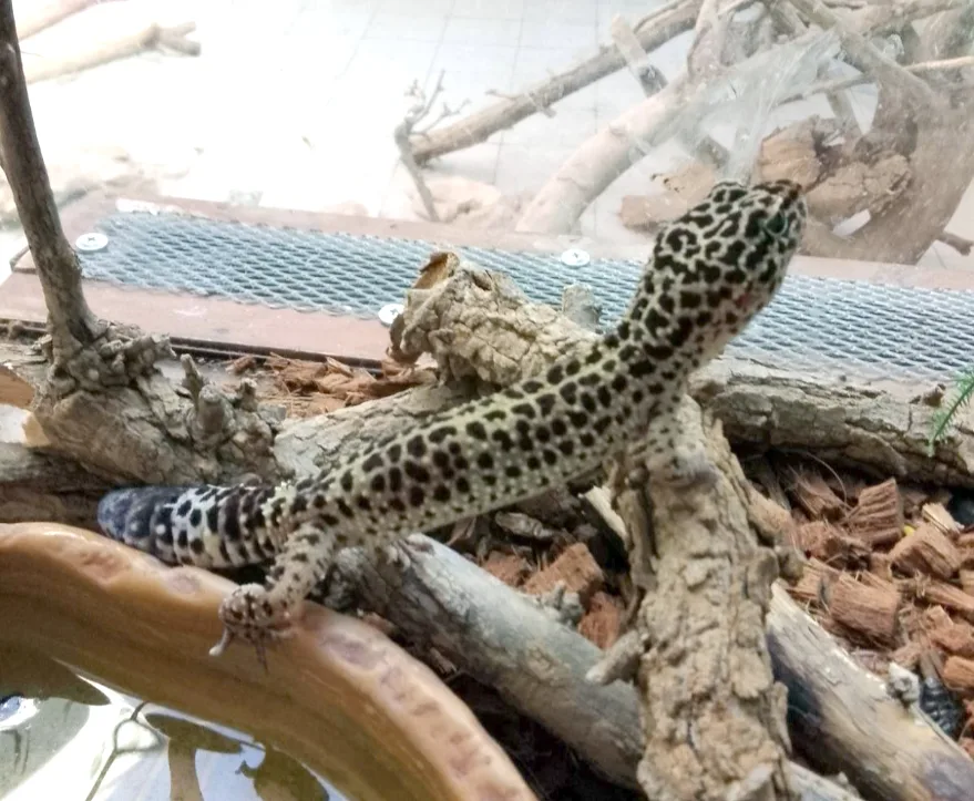 Bulgaristan Gümrüğü’nde leopar kertenkelesi ve tarantula yakalandı