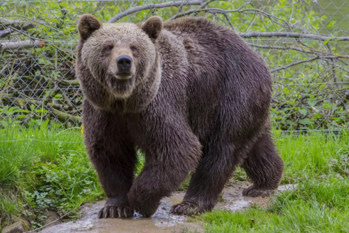 Dolneni’de mantar toplarken ayı saldırısına uğrayan adam ağır yaralandı
