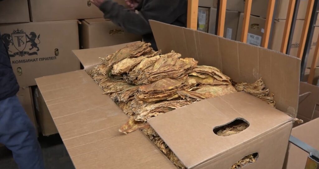 Pirlepe’de Tütün Alımı Erken Başladı: Üreticiler Daha Yüksek Fiyat Talep Ediyor