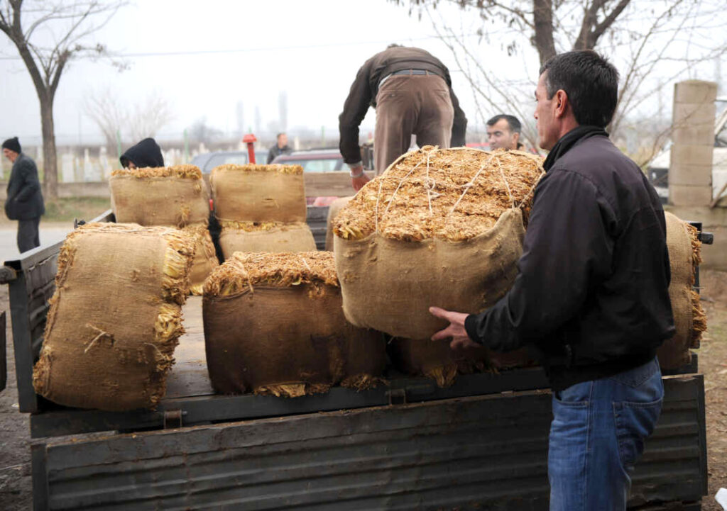 Makedonya’da yalnızca iki şirket salı günü tütün alımına başlıyor: Üreticiler fiyat belirsizliğinden endişeli