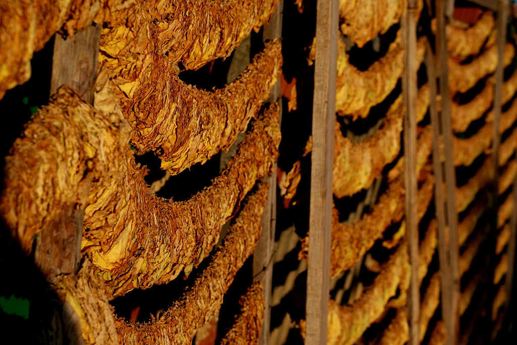 Tütün Alım Sezonu 15 Kasım’da Başlıyor: Bu Yıl 22 Bin Ton Ürün Bekleniyor