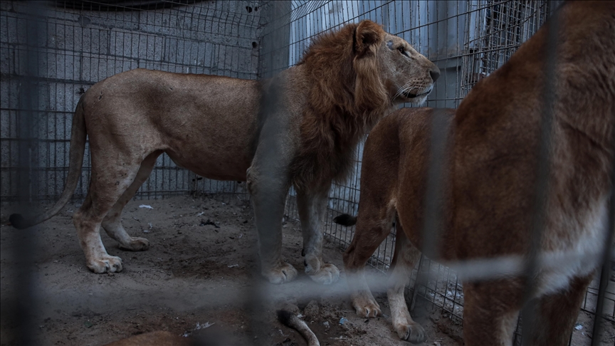 Brezilya’da hayvanat bahçesindeki aslan kafesine giren ziyaretçi, aslan saldırısında öldü